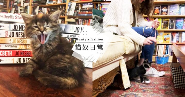 小貓陪你看書！加拿大中途書店提供「喵書僮服務」，「呼嚕＋坐大腿」萌死網友！