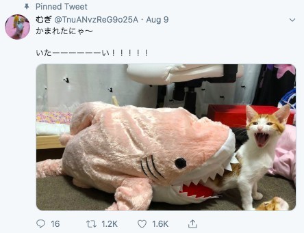 鯊魚貓窩