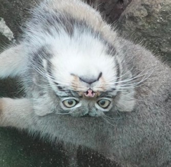 日本,神戶,兔猻