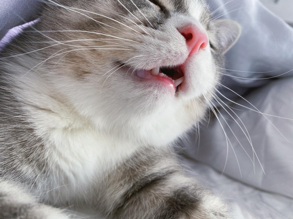 81549907_1800139896782983_2184150127403335680_o