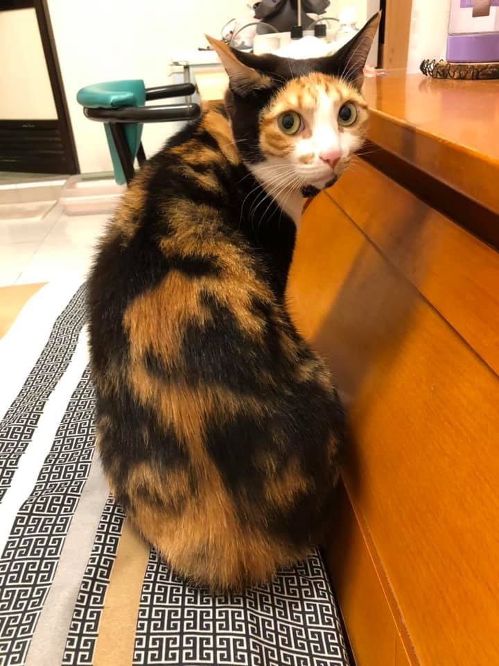 名畫,蒙娜麗莎,蒙納麗喵