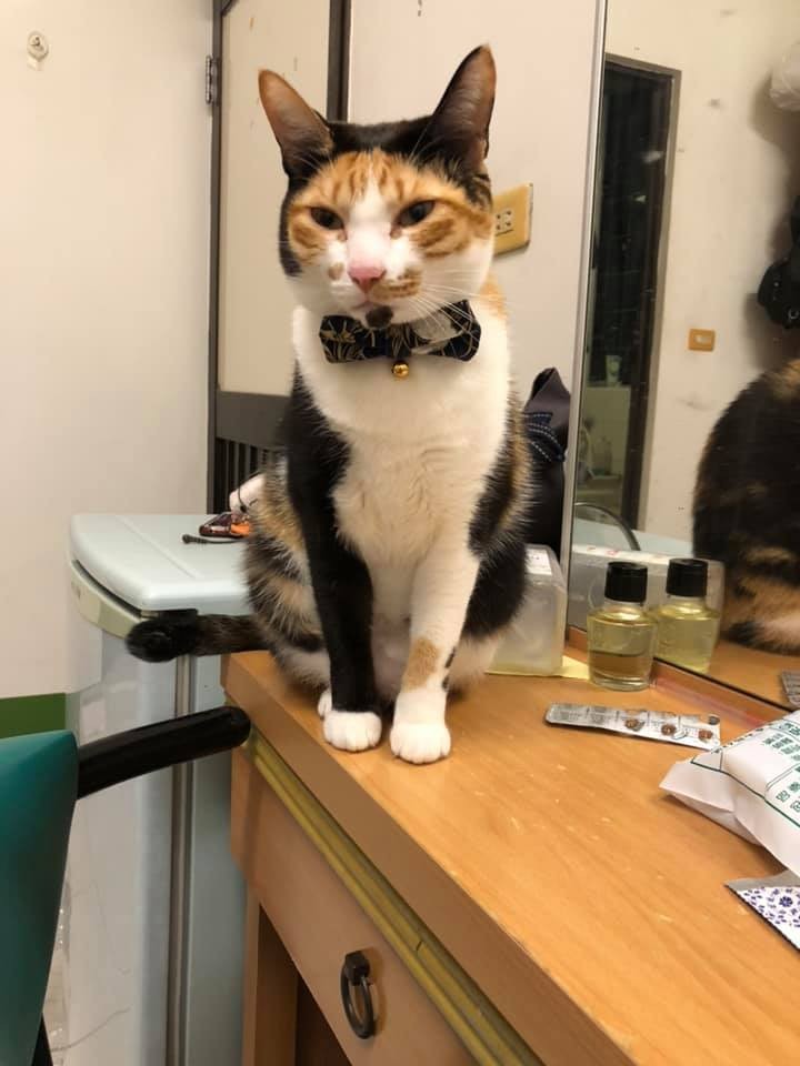 名畫,蒙娜麗莎,蒙納麗喵