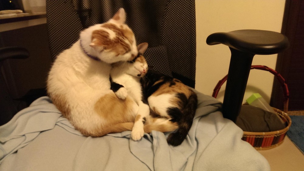 名畫,蒙娜麗莎,蒙納麗喵