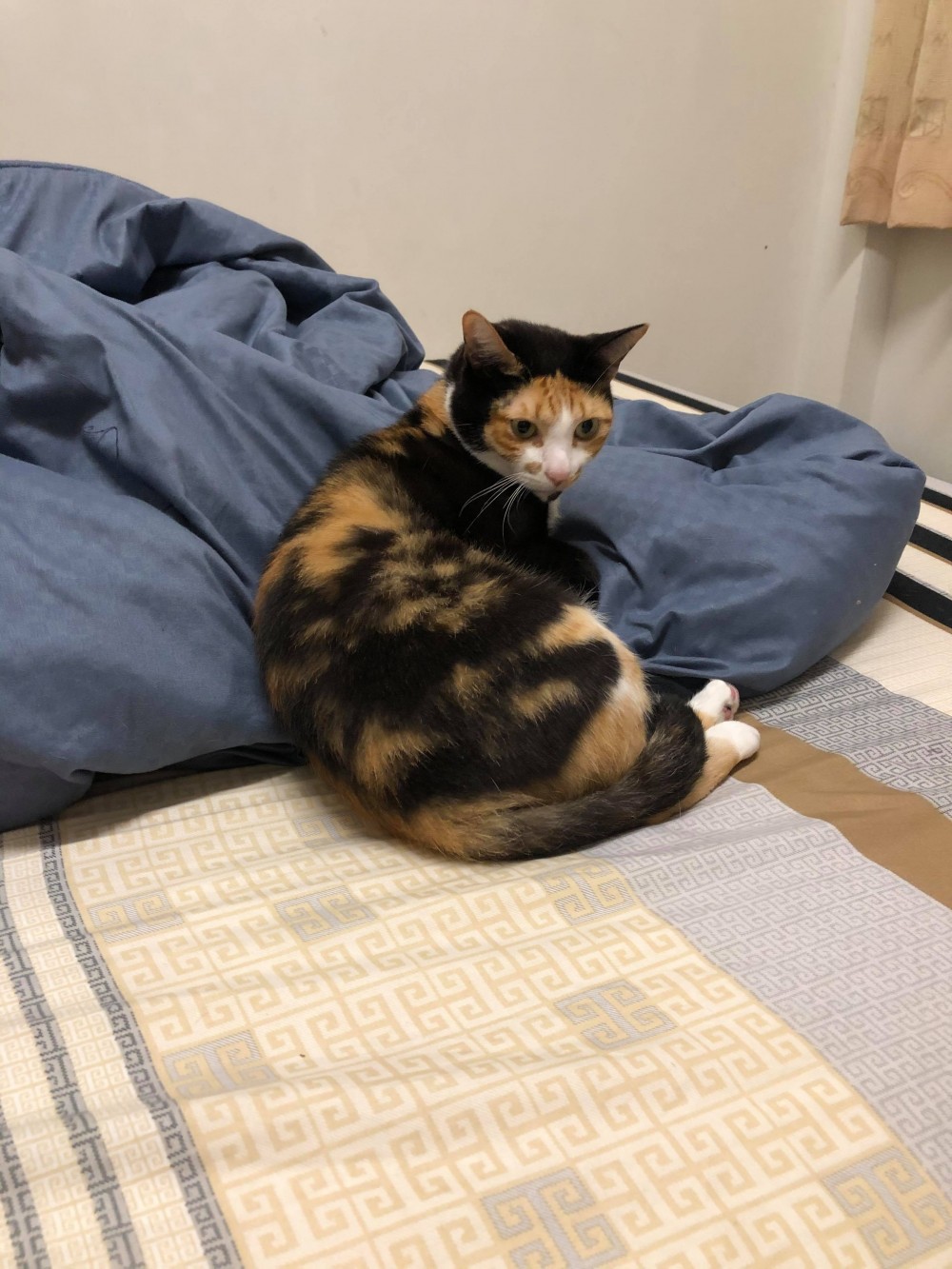 名畫,蒙娜麗莎,蒙納麗喵