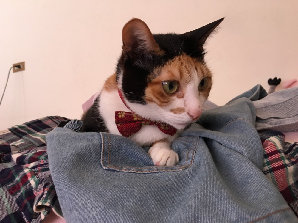 名畫,蒙娜麗莎,蒙納麗喵