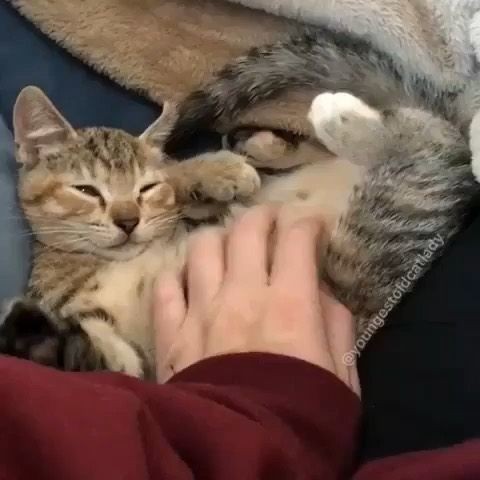 貓咪感冒症狀
