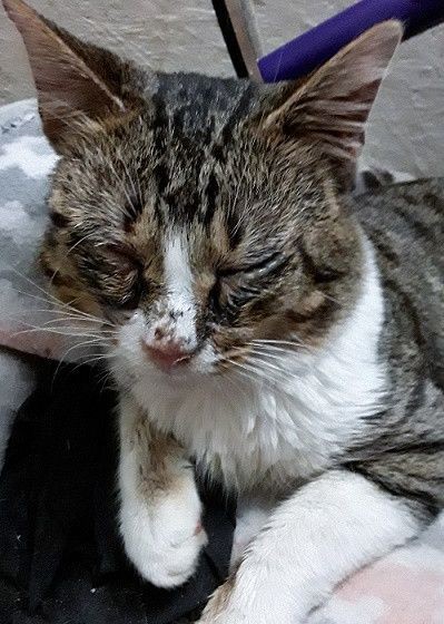 貓感冒症狀,貓生病,徵兆