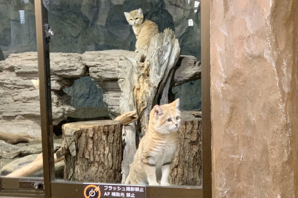 可愛,貓咪,沙漠貓