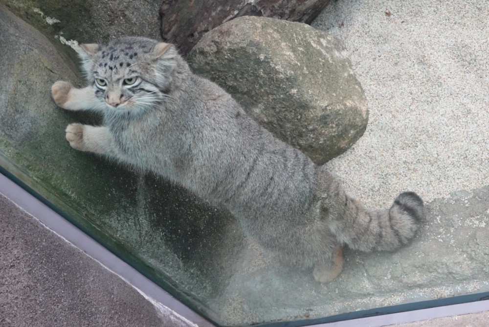 日本,神戶,兔猻