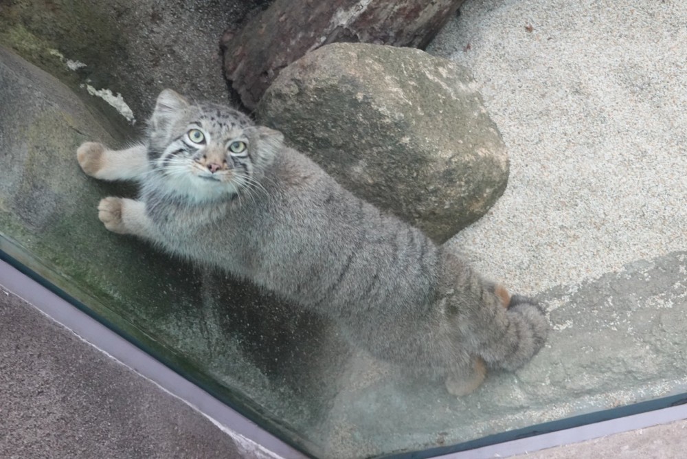 日本,神戶,兔猻