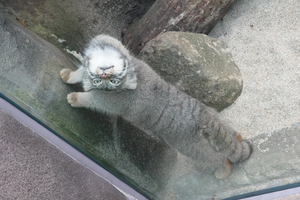 日本,神戶,兔猻