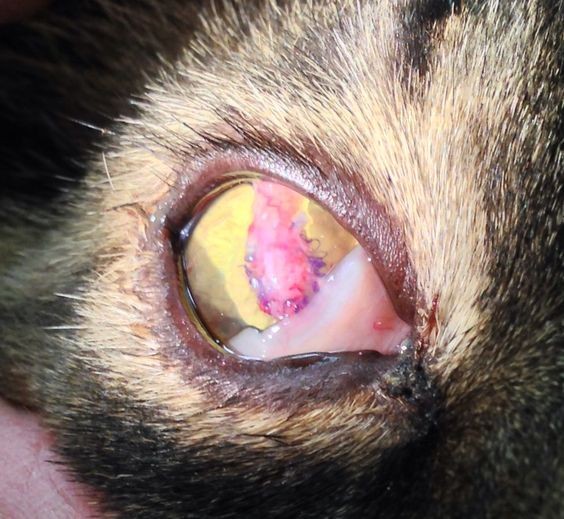 貓感冒症狀,貓生病徵兆