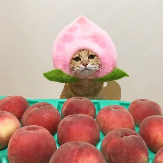 貓咪中毒,貓咪不能吃的水果