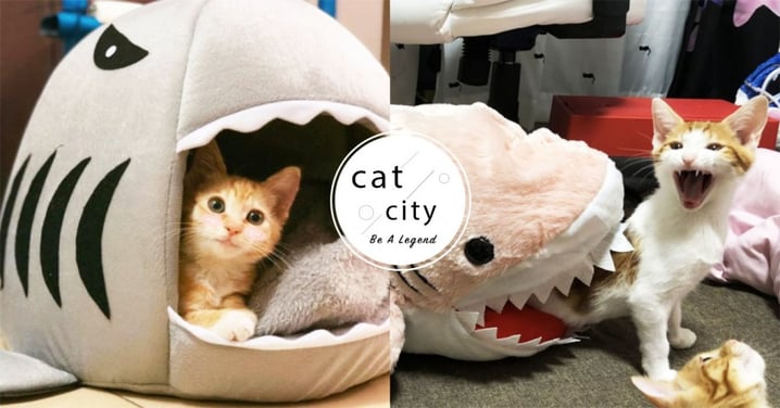 【貓窩】日本橘貓「被鯊魚吃掉」表情猙獰，浮誇演技引熱議：鯊魚窩哪買