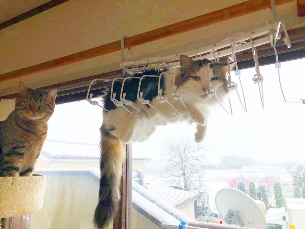 twitter @HARUandRIN0217 