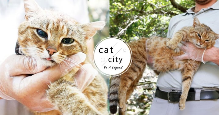 這居然不是貓？法國離島發現「傳說級新物種」 照片震驚網友：超像虎斑貓！