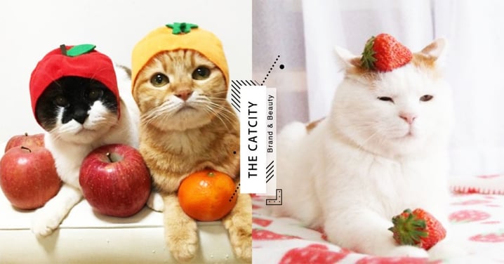 【貓不能吃水果】10 大貓咪禁果！「櫻桃、桃子」嚴重致「休克」？貓奴不可不知！