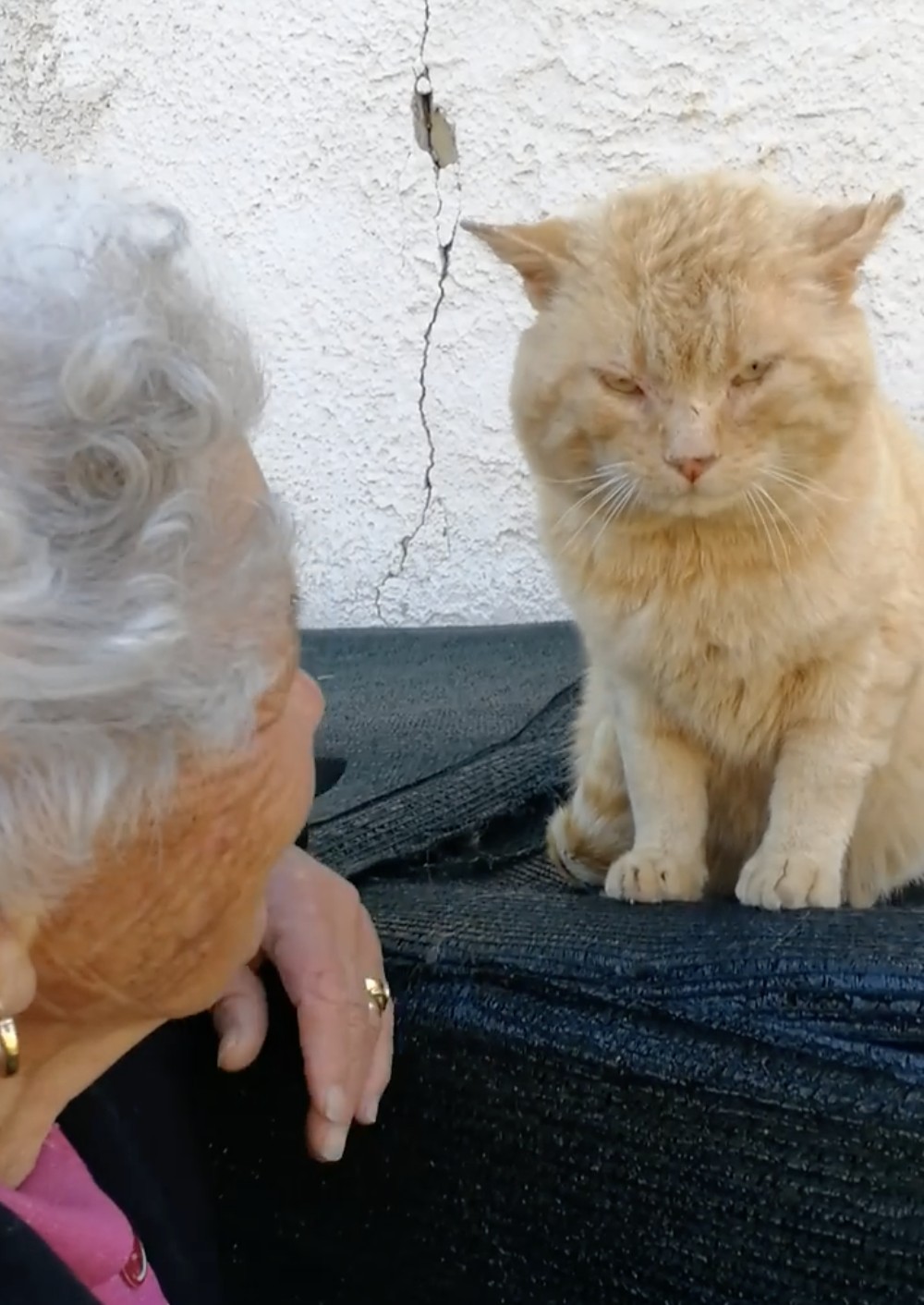 橘貓,走失,重逢,義大利