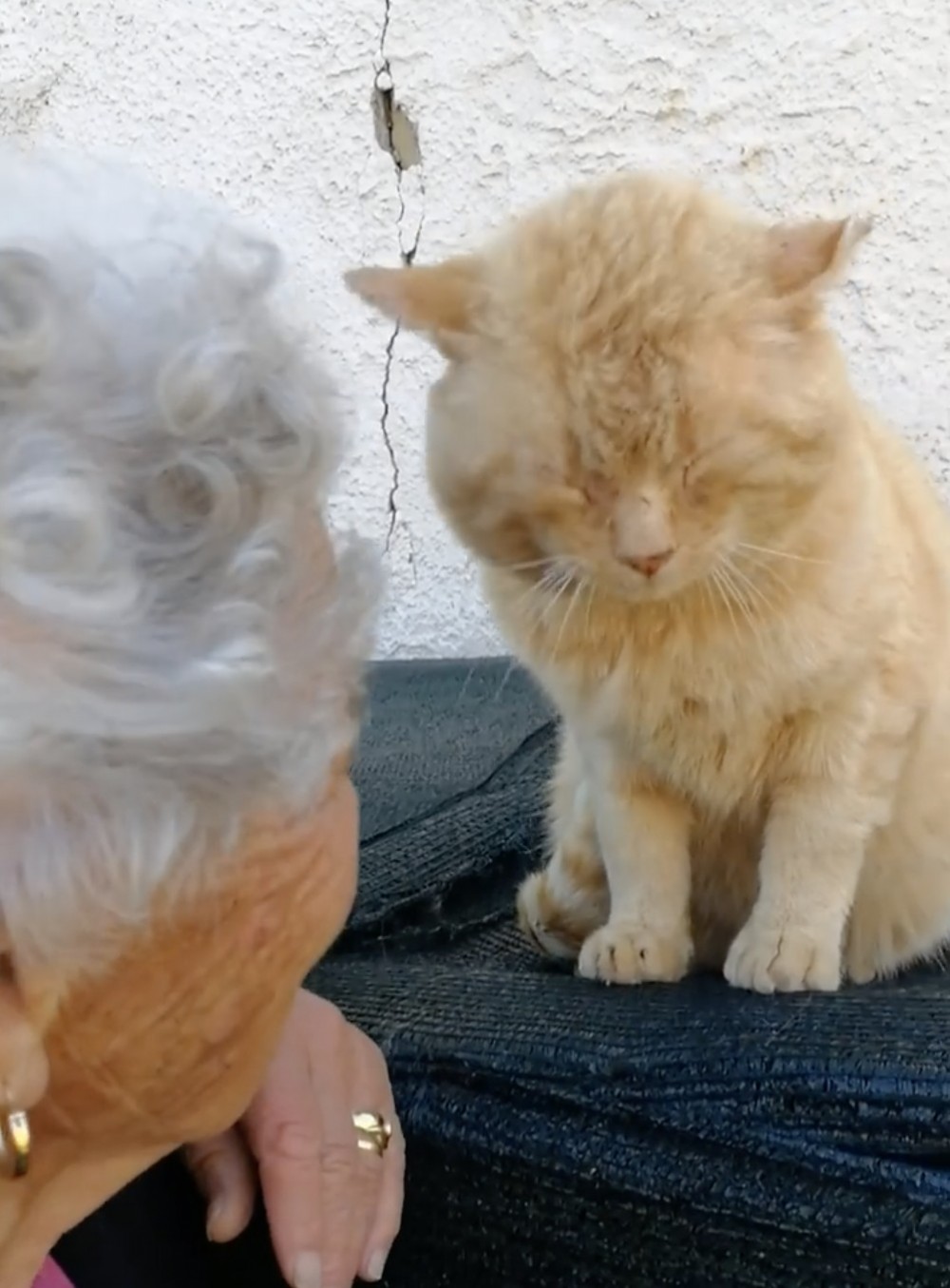 橘貓,走失,重逢,義大利