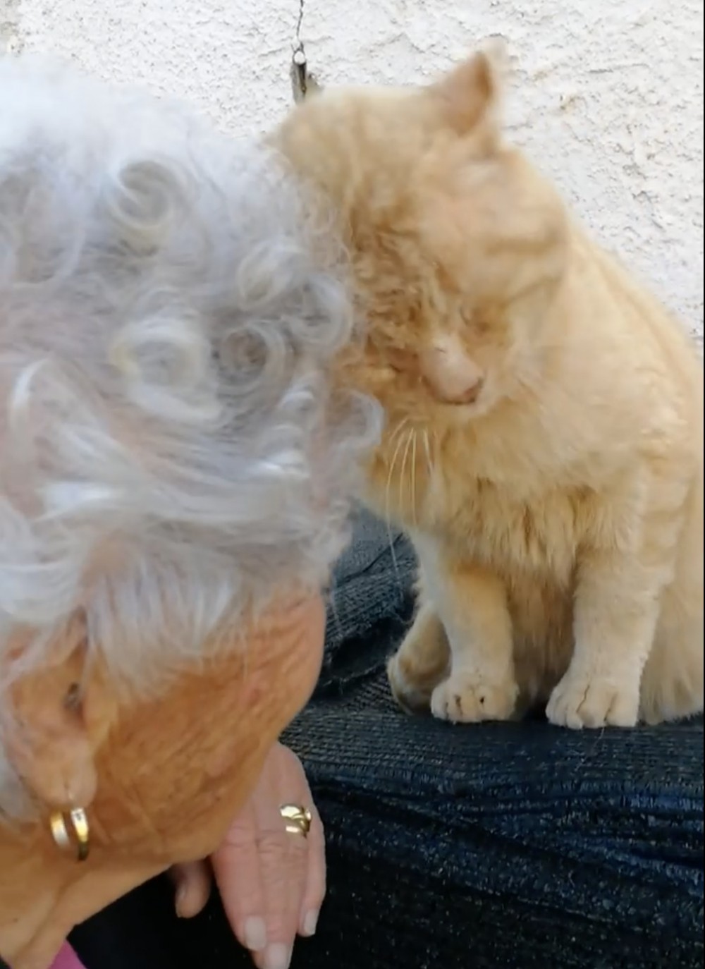 橘貓,走失,重逢,義大利