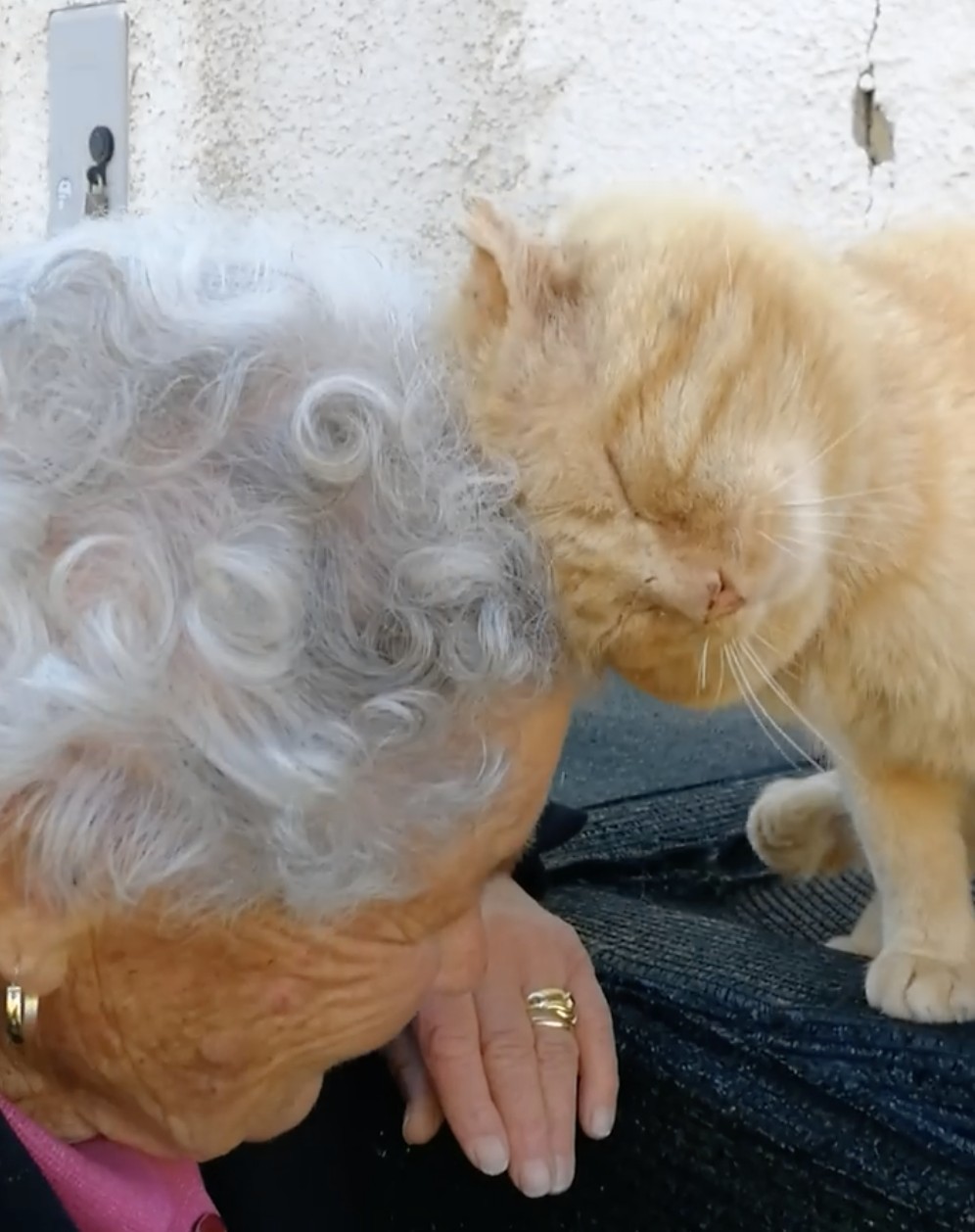橘貓,走失,重逢,義大利