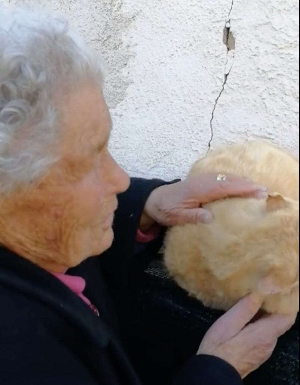 橘貓,走失,重逢,義大利