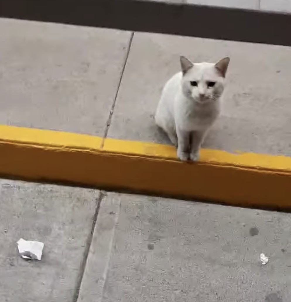 美國墨西哥,浪貓,討食