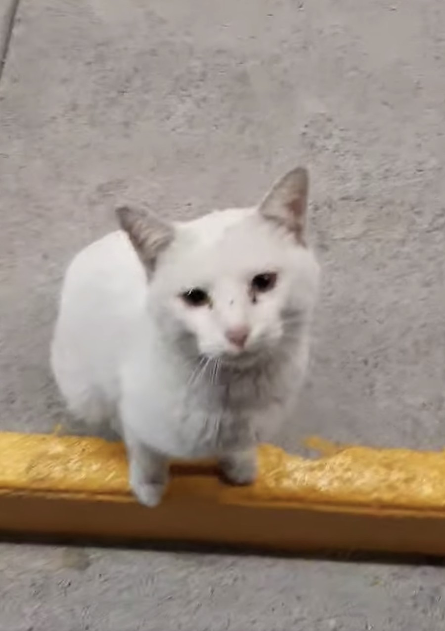 美國墨西哥,浪貓,討食