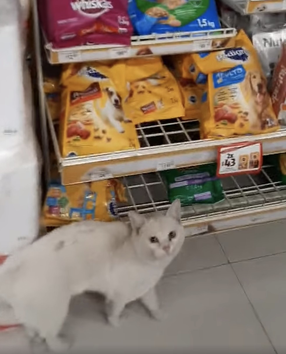 美國墨西哥,浪貓,討食