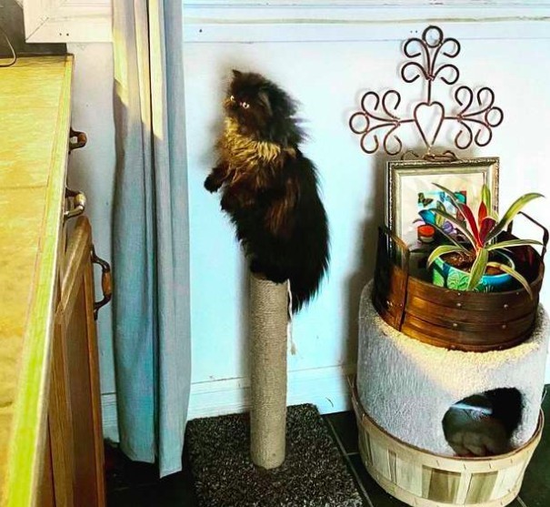 美國,貓咪,短腿波斯