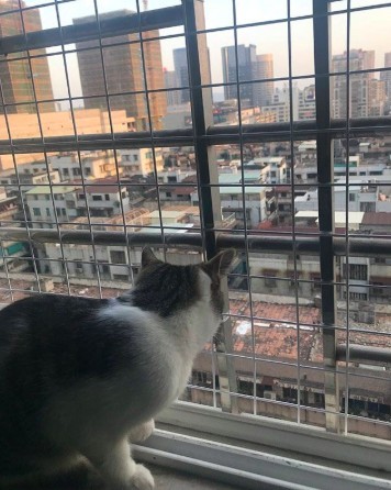 貓咪居家防護,門窗防護