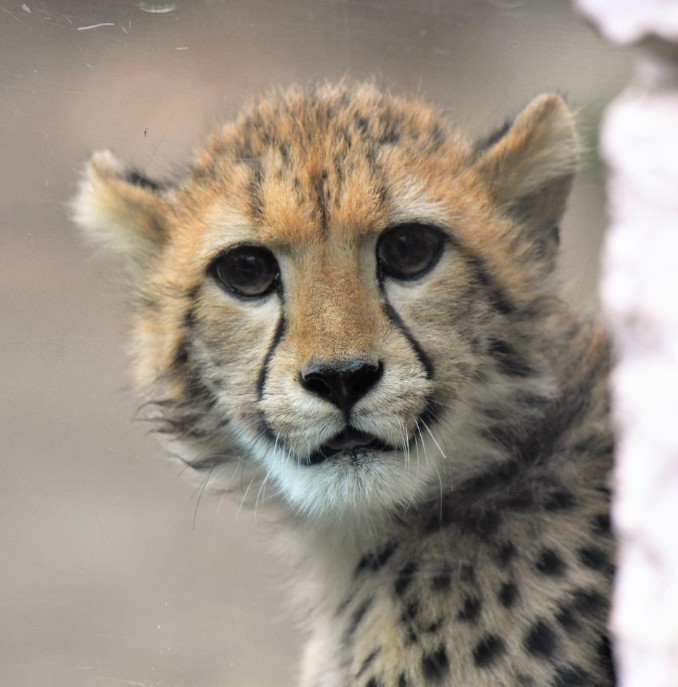 日本動物園,獵豹,推特熱文