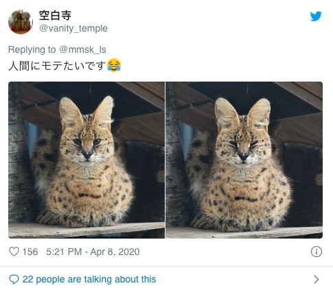日本動物園,獵豹,推特熱文