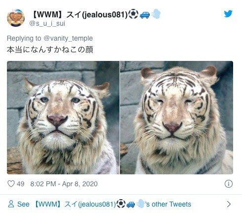 日本動物園,獵豹,推特熱文