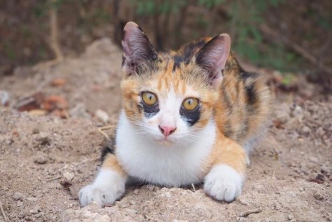 泰國三花貓,貓咪社團,黑眼圈