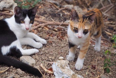 泰國三花貓,貓咪社團,黑眼圈