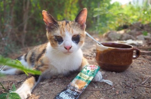 泰國三花貓,貓咪社團,黑眼圈
