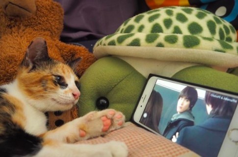 泰國三花貓,貓咪社團,黑眼圈