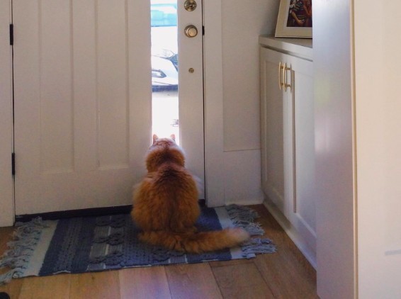 貓咪門口迎接,坐等把鼻回家