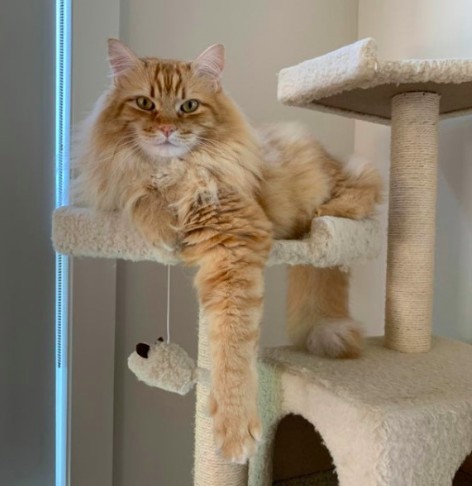 貓咪門口迎接,坐等把鼻回家