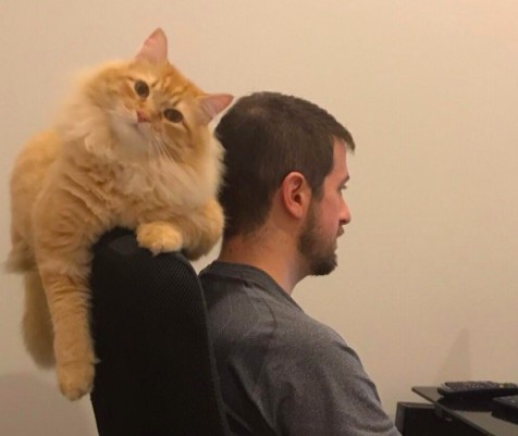 貓咪門口迎接,坐等把鼻回家