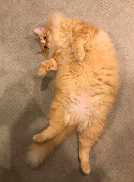 貓咪門口迎接,坐等把鼻回家