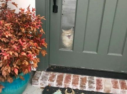 貓咪門口迎接,坐等把鼻回家