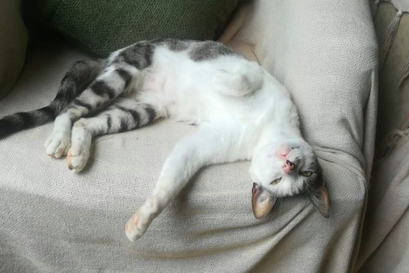 野貓,貓咪趣聞,貓咪陪睡