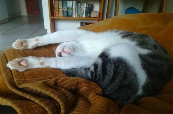 野貓,貓咪趣聞,貓咪陪睡