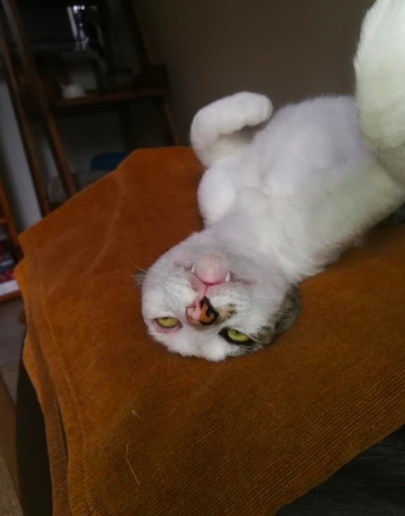 野貓,貓咪趣聞,貓咪陪睡