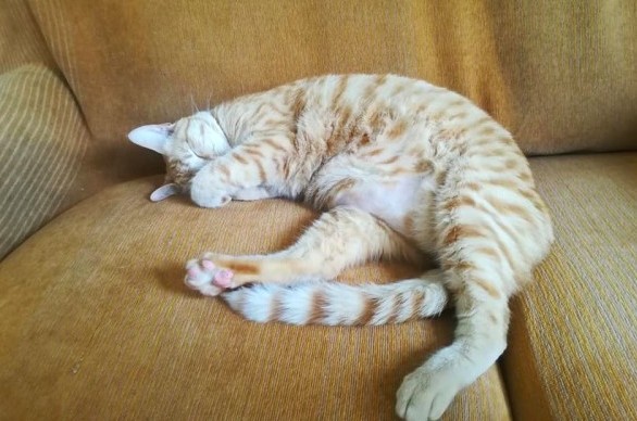 野貓,貓咪趣聞,貓咪陪睡