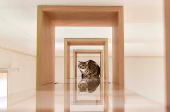 貓奴公寓,專為貓設計,夢幻貓之家
