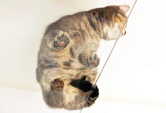 貓奴公寓,專為貓設計,夢幻貓之家