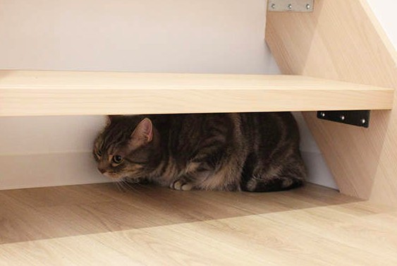 貓奴公寓,專為貓設計,夢幻貓之家